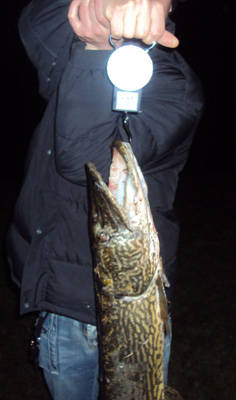 luccio monate 2010
