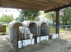 azienda agricola budelli gallarate