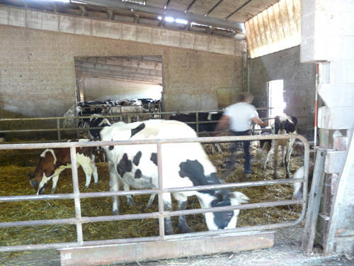 azienda agricola budelli gallarate