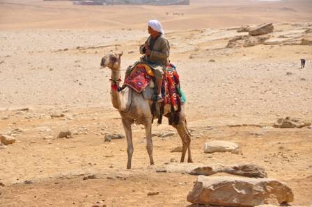 Cammelliere egiziano a caccia di turisti