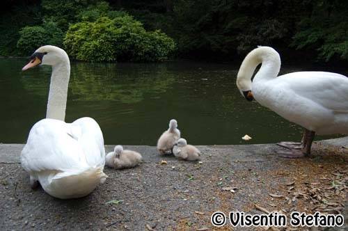 cigni nati ai Giardini Estensi, Varese