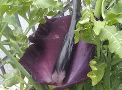 fiore strano dracunculus vulgaris