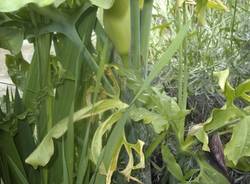 fiore strano dracunculus vulgaris