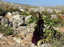 fiore strano dracunculus vulgaris