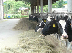 azienda agricola bergamina francesco brumana