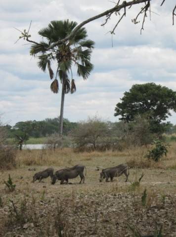 Malawi