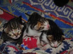 oasi felina castellanza