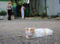 oasi felina castellanza