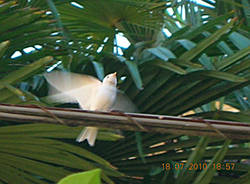 rondine bianca viconago