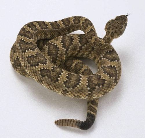 serpente