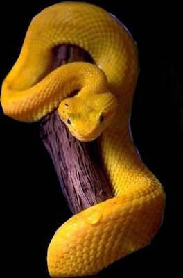 serpente