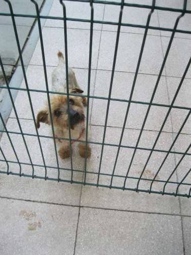 cani canile municipale busto arsizio