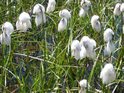 eriophorum latifolium