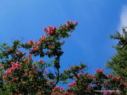 Fiori di lillà 