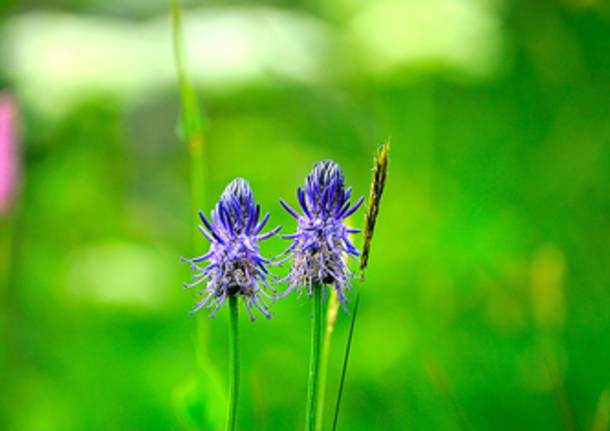 Fiori di montagna