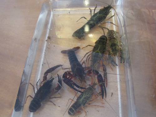 gamberi louisiana conferenza stampa