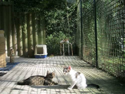 gatti rifugio la fabbrica delle fusa busto arsizio agosto 2010