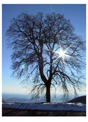 L'albero Generoso