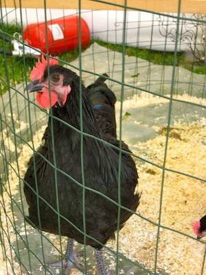 mipam 2010