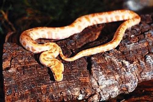 mostra serpenti reptilia