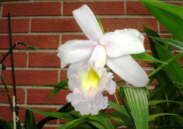 Orchidea"Sobralia Macrantha"