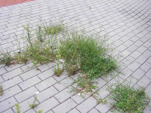 piazza falcone e borsellino cardano al campo