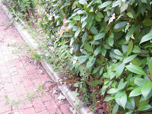 piazza falcone e borsellino cardano al campo