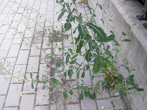 piazza falcone e borsellino cardano al campo