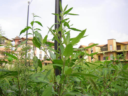 piazza falcone e borsellino cardano al campo