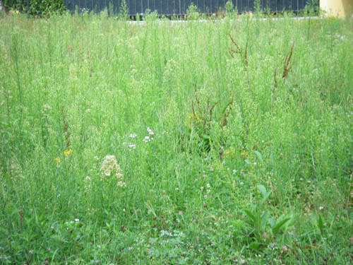 piazza falcone e borsellino cardano al campo