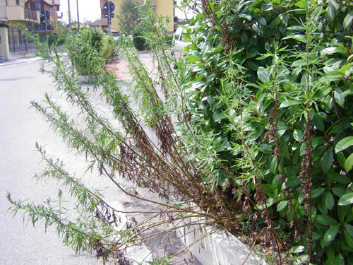 piazza falcone e borsellino cardano al campo