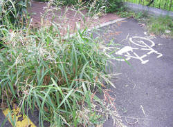 piazza falcone e borsellino cardano al campo