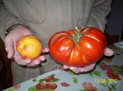 pomodoro nonno Lino Azzate