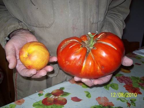 pomodoro nonno Lino Azzate