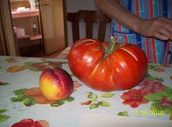 pomodoro nonno Lino Azzate