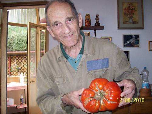 pomodoro nonno Lino Azzate