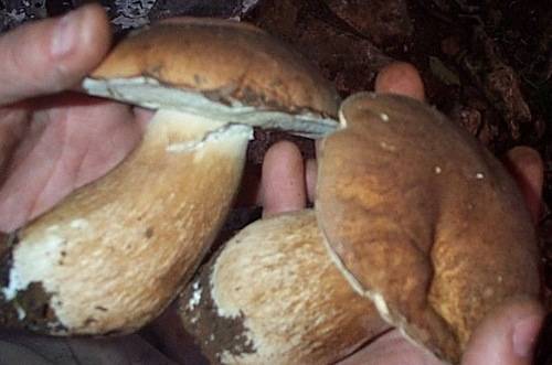 porcini 