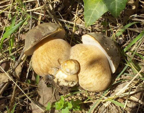 porcini 
