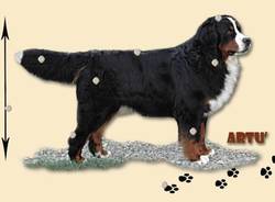 bovaro bernese