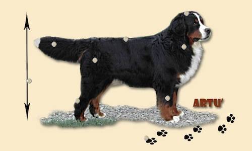 bovaro bernese