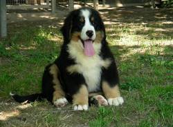 bovaro bernese