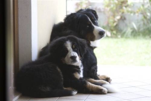 bovaro bernese