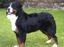 bovaro bernese