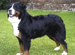 bovaro bernese