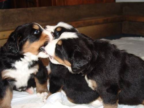 bovaro bernese