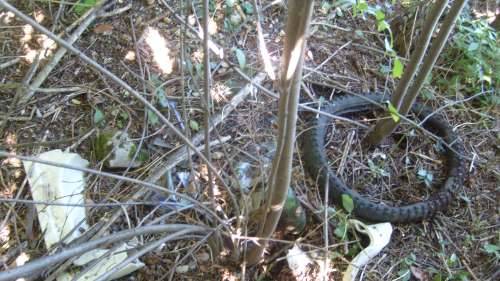 legambiente busto arsizio puliamo il mondo 2010