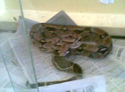 pitone varese vigili del fuoco