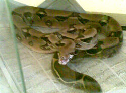 pitone varese vigili del fuoco