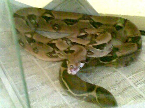 pitone varese vigili del fuoco