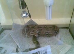 pitone varese vigili del fuoco